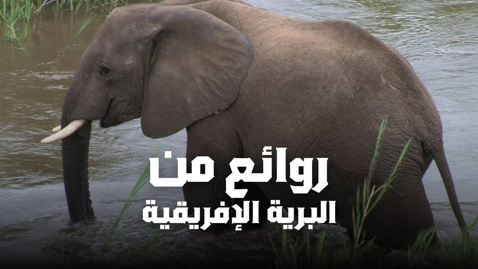 روائع من البرية الافريقية