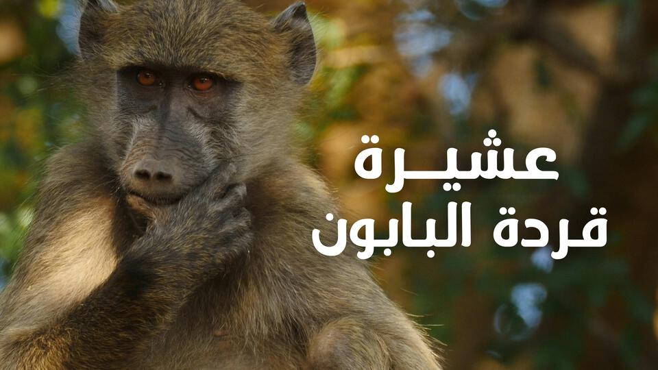 عشيرة قردة البابون