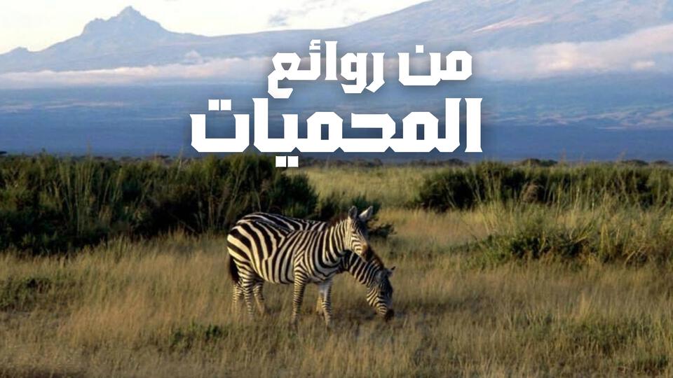 من روائع المحميات