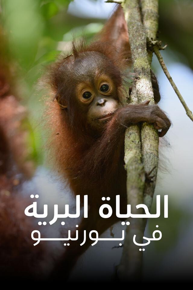 الحياة البرية في بورنيو