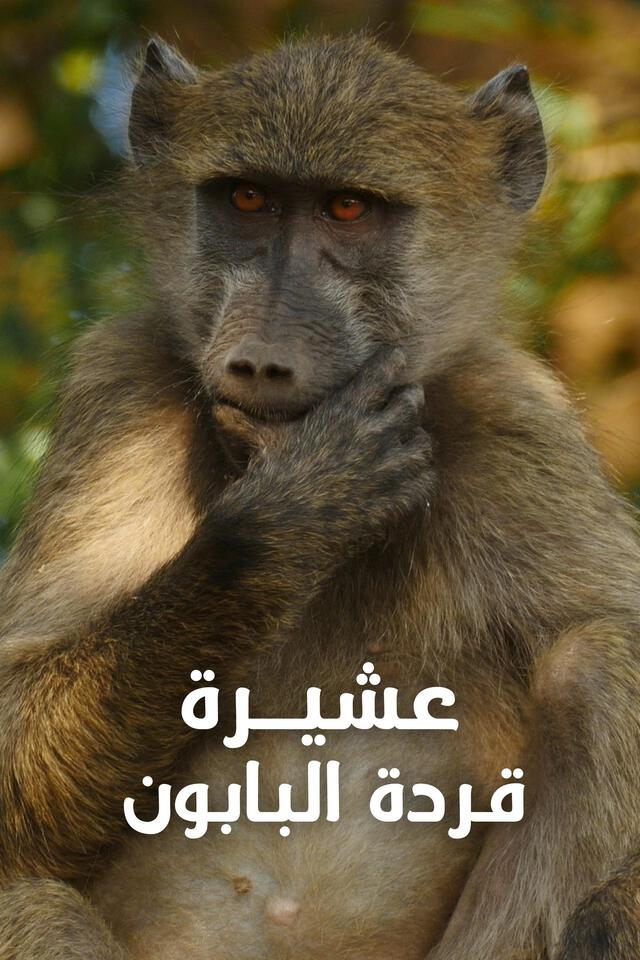 عشيرة قردة البابون