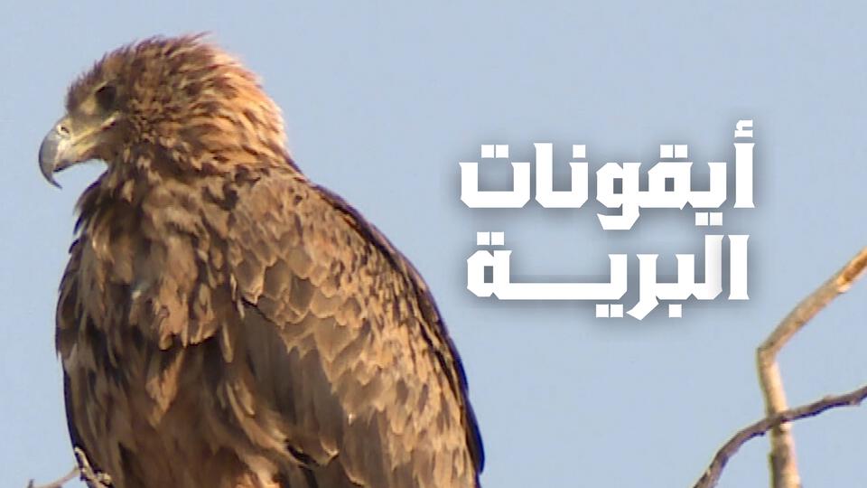 أيقونات البرية