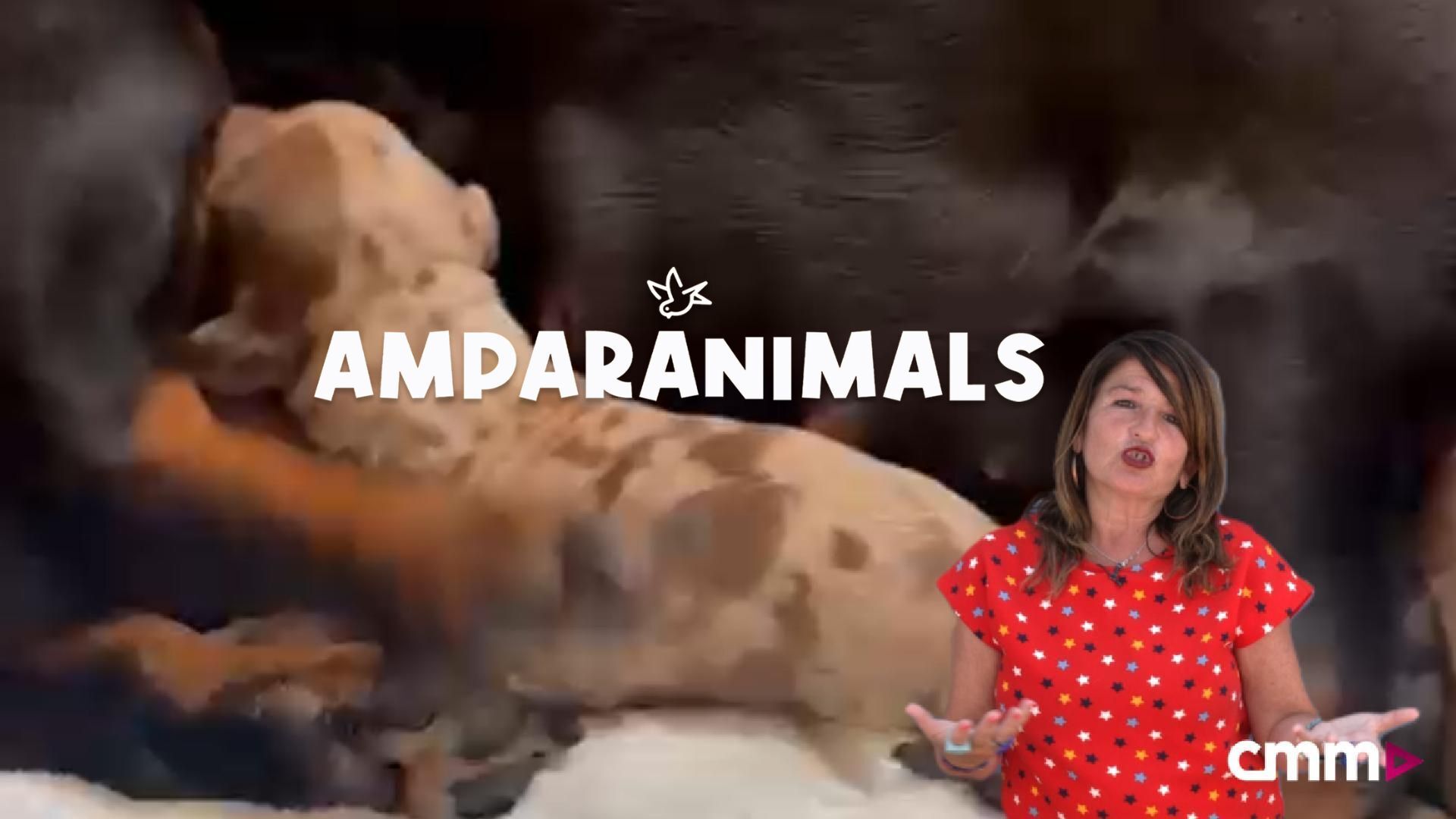 Consejos para cuidar de tu perrita después del parto