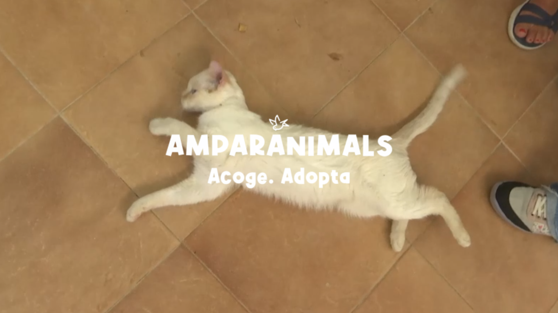 Adoptar un gato es mejor que un perro... si es tu primera mascota