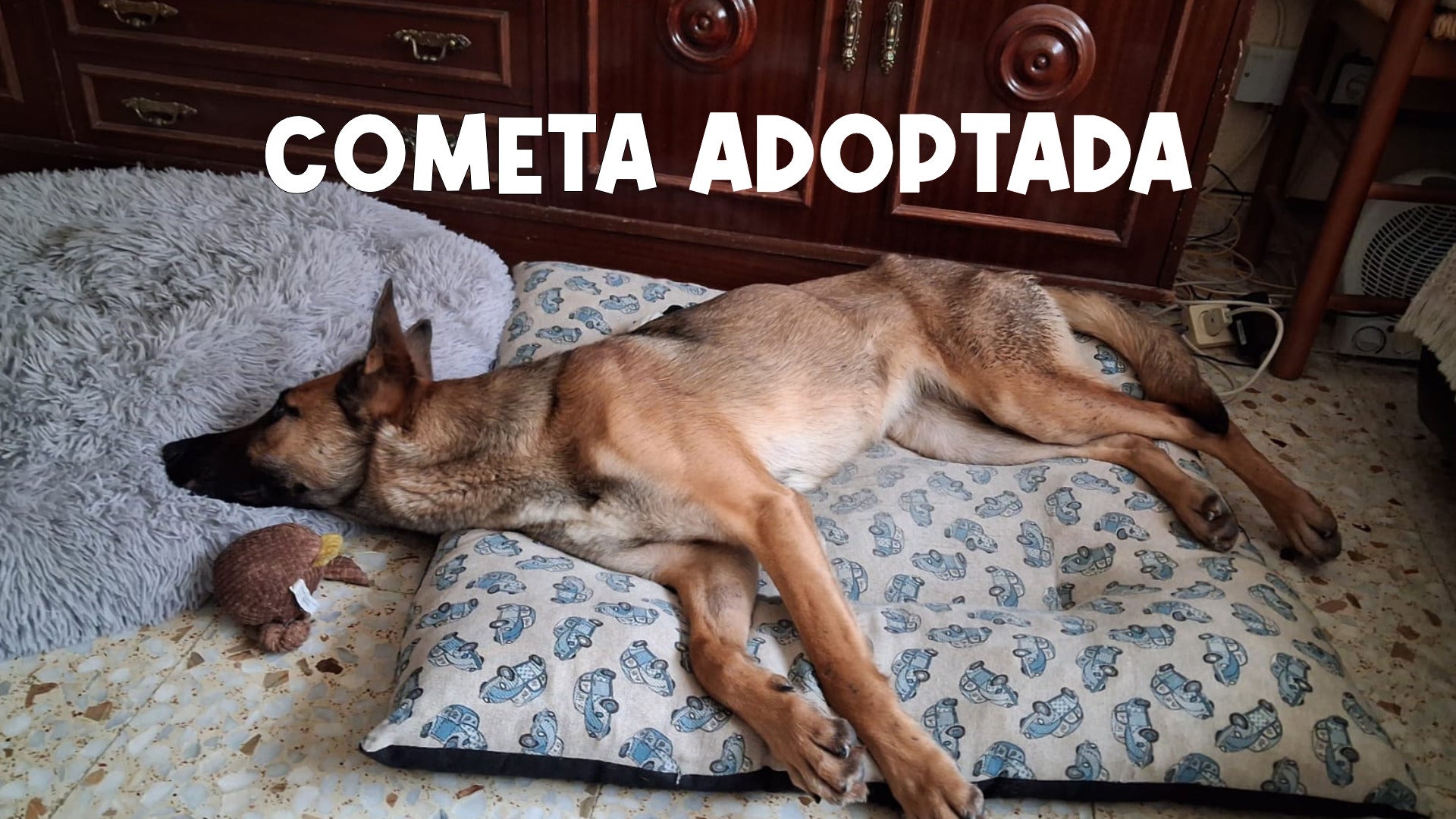 Cometa encuentra adopción gracias a Amparanimals y Estando Contigo
