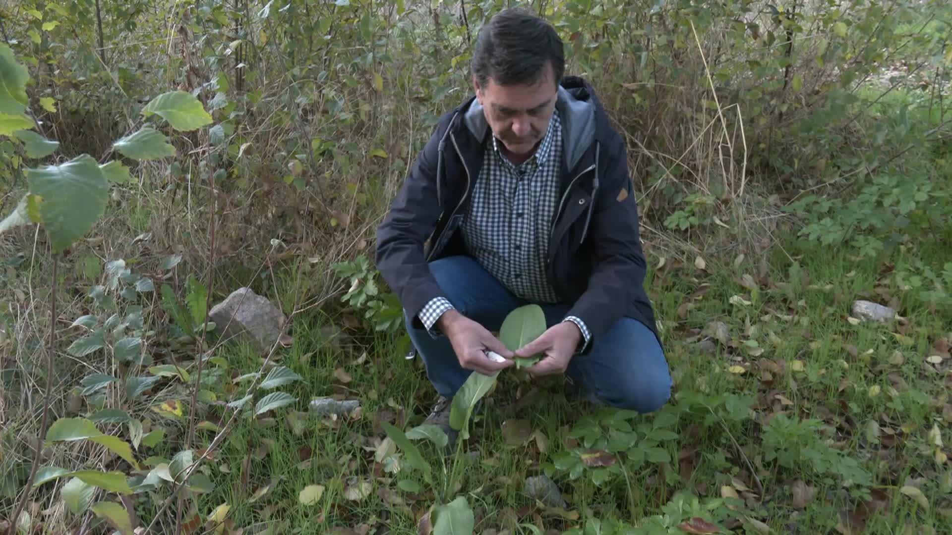 Programa 89 | Plantas silvestres