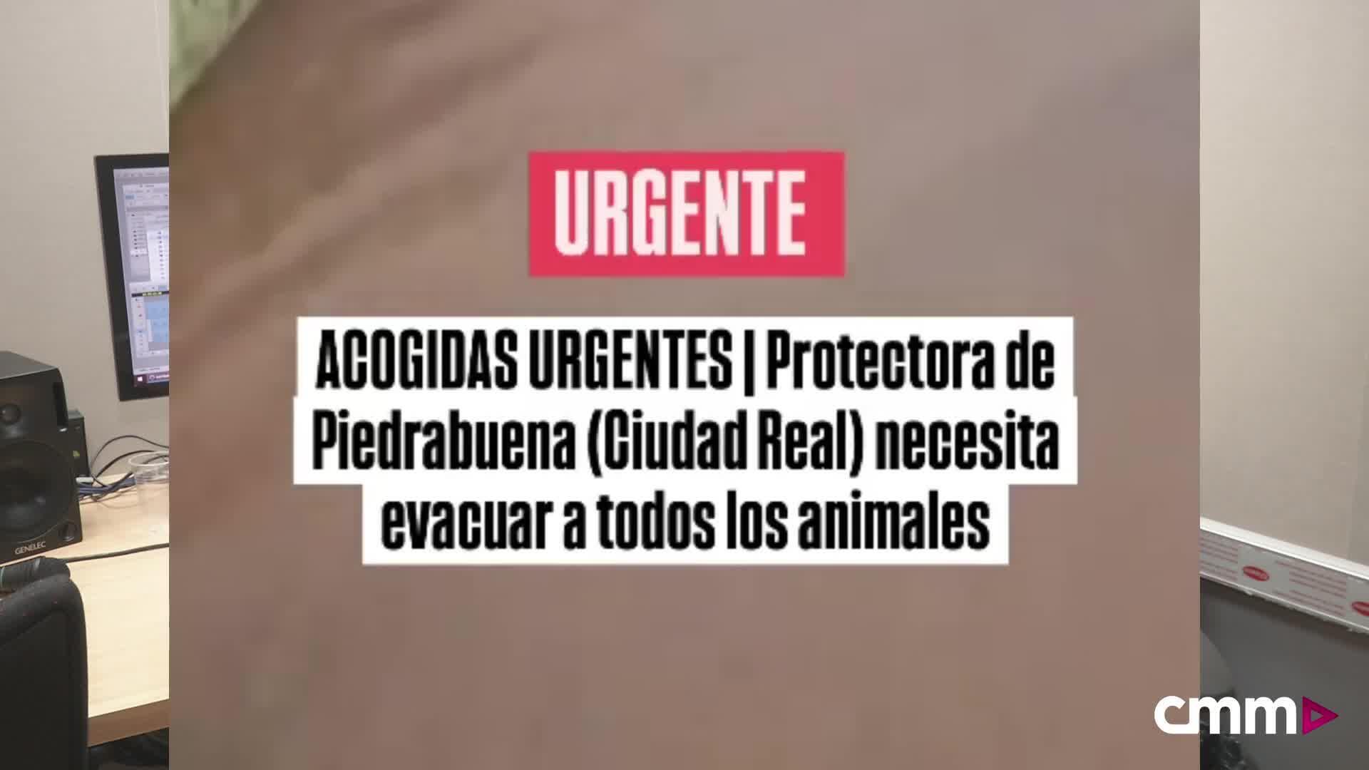 La Protectora de Piedrabuena necesita ayuda