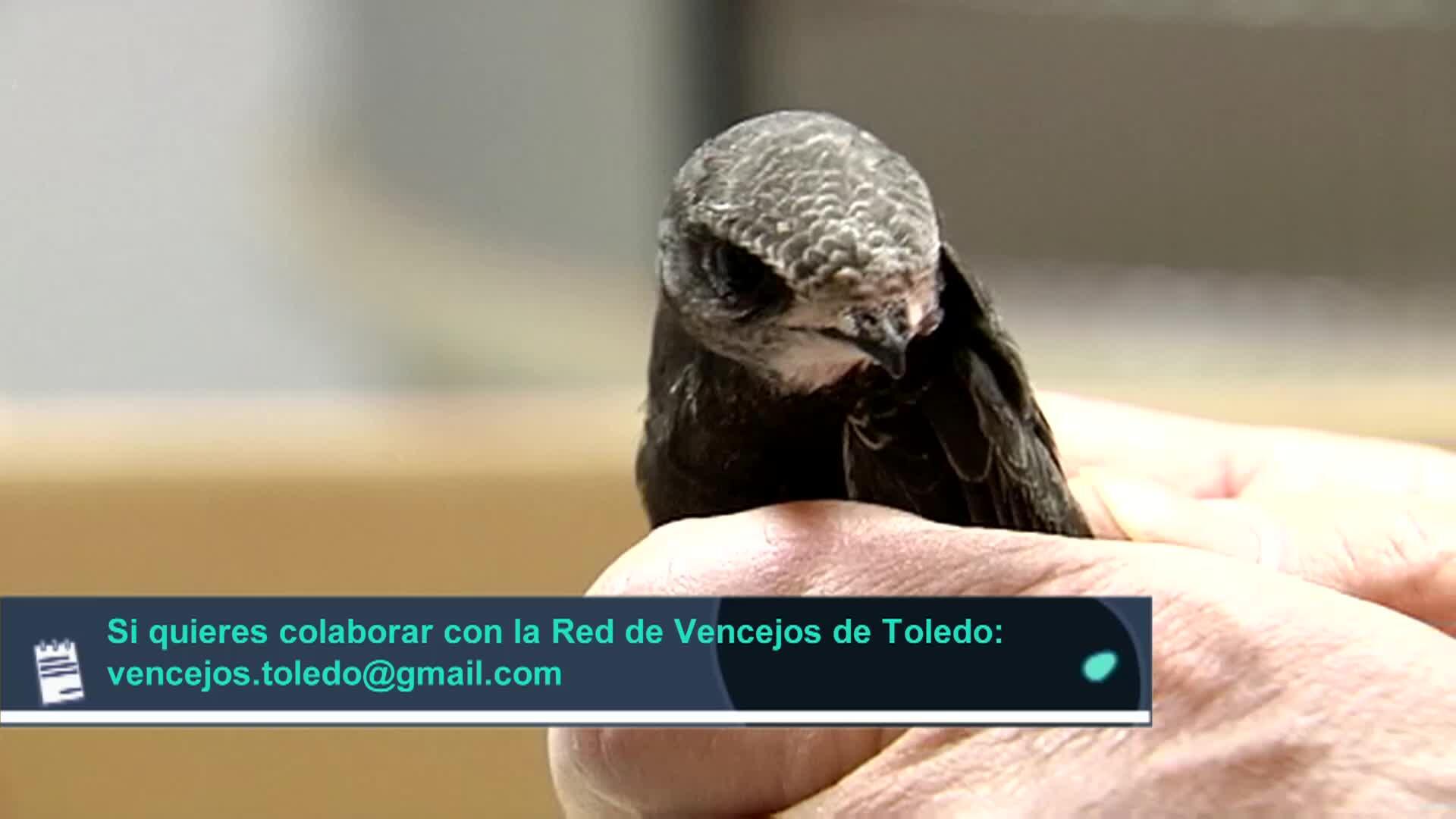 Programa 84 | La nidificación de los vencejos