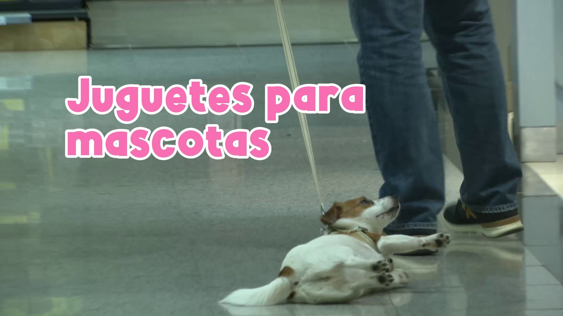 Juguetes, una forma para educar y fortalecer la relación con tu mascota