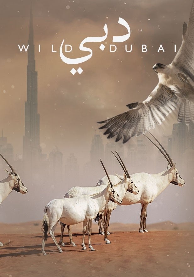 الحياة البرية في دبي show - mobile