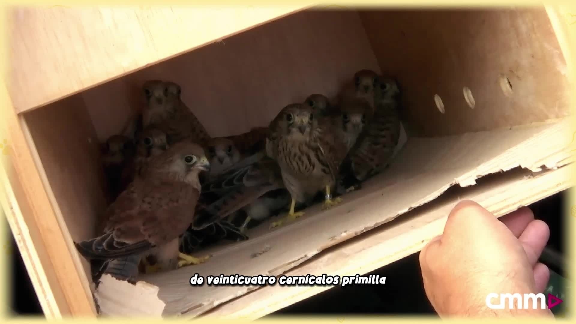 El escritor más joven de España: nuevas aventuras para Pepe Holmes