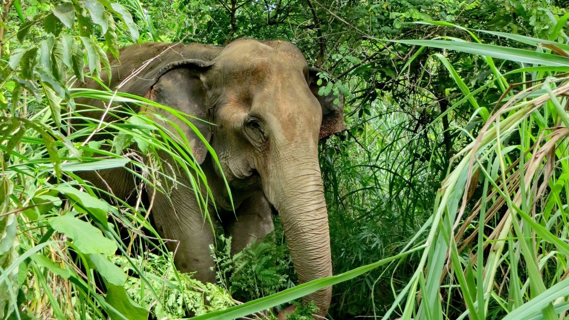  العمالقة النباتيون